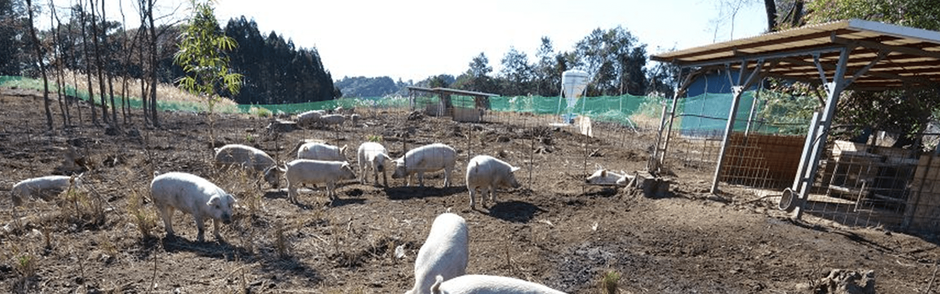 九州宮崎の放牧豚サブ画像